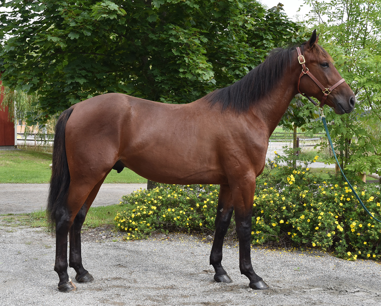 Eller blir Great Ruler &aring;rets vinstrikaste i Travkompaniet?&nbsp; Foto; A.Lindblom